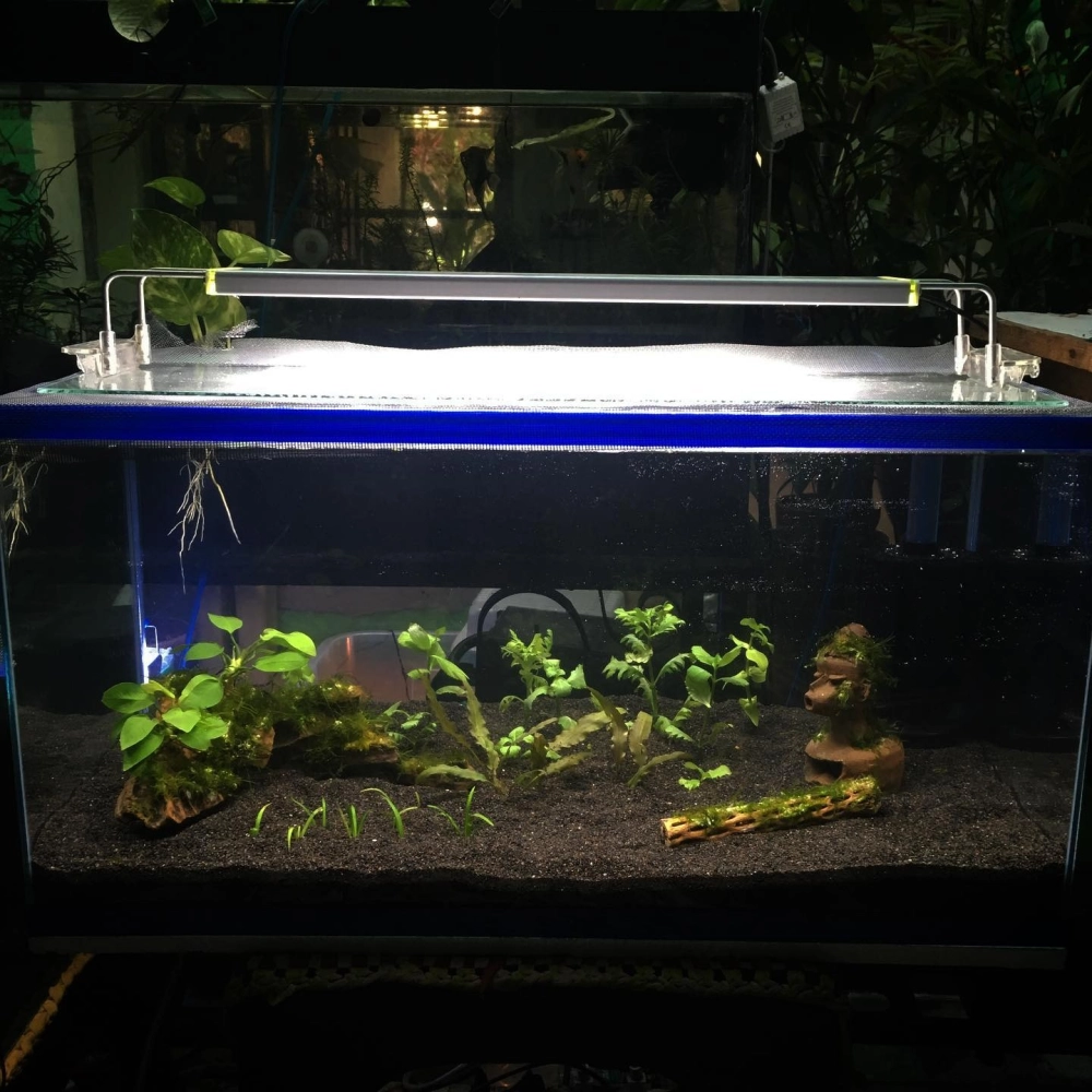 Phối cảnh bể tép cảnh phong cách rừng rậm nhiệt đới