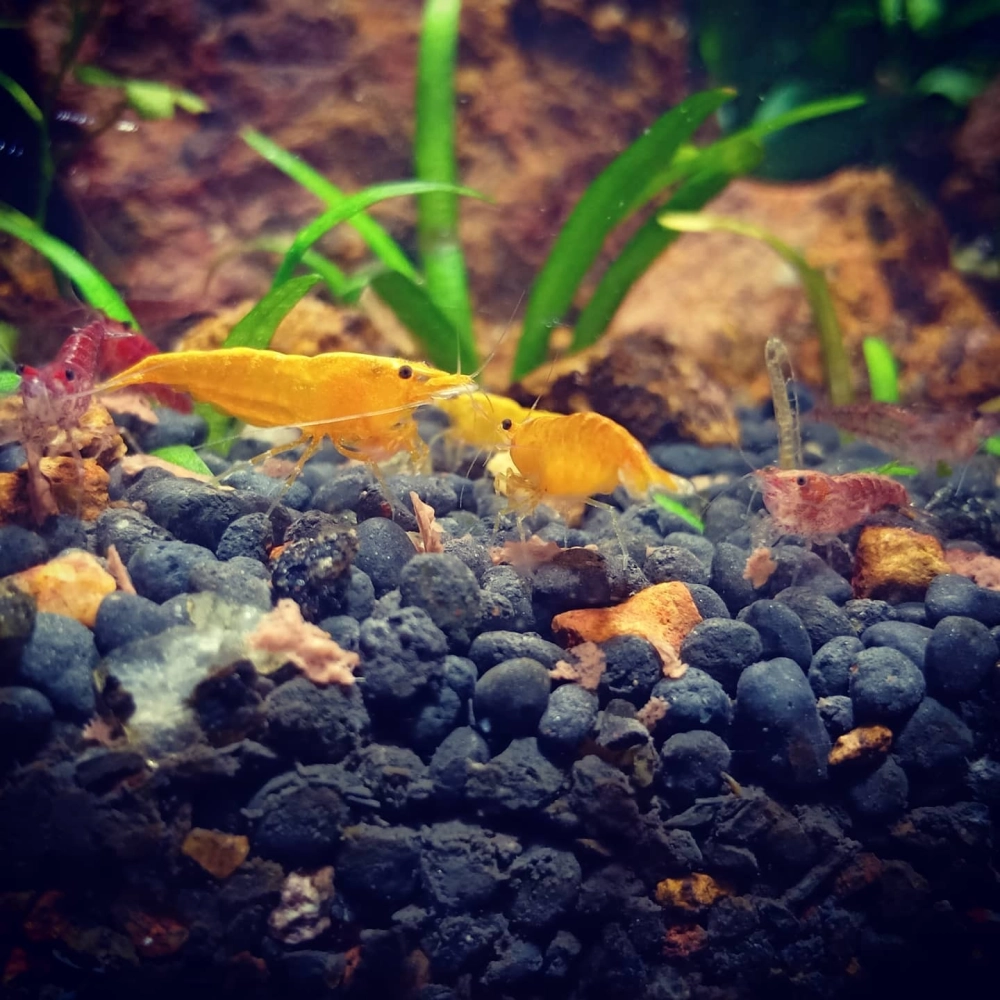 Bể thủy sinh nuôi tép cảnh sử dụng đá da voi ấn tượng