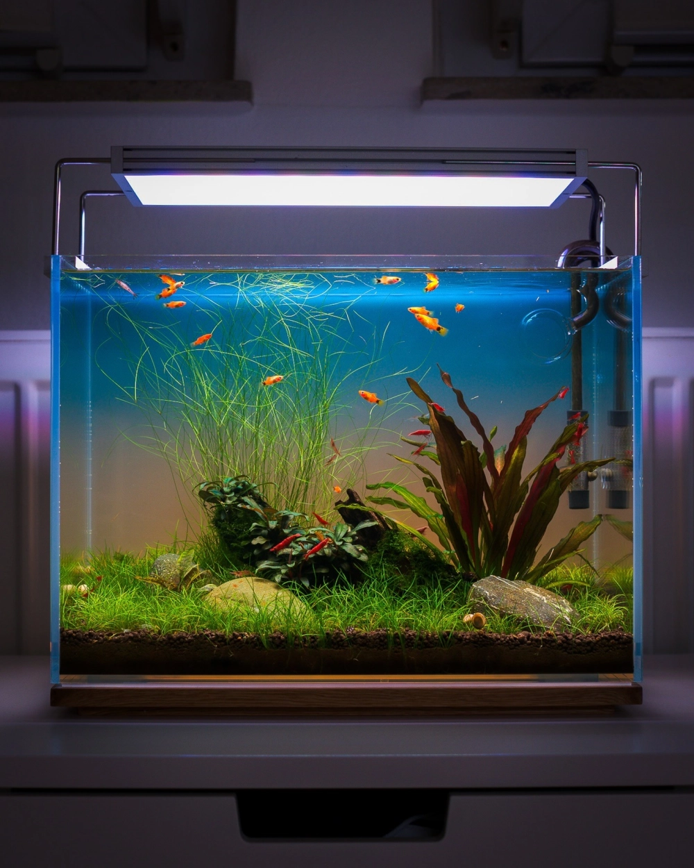 Chi tiết bố cục phân tầng trong bể thủy sinh nuôi tép