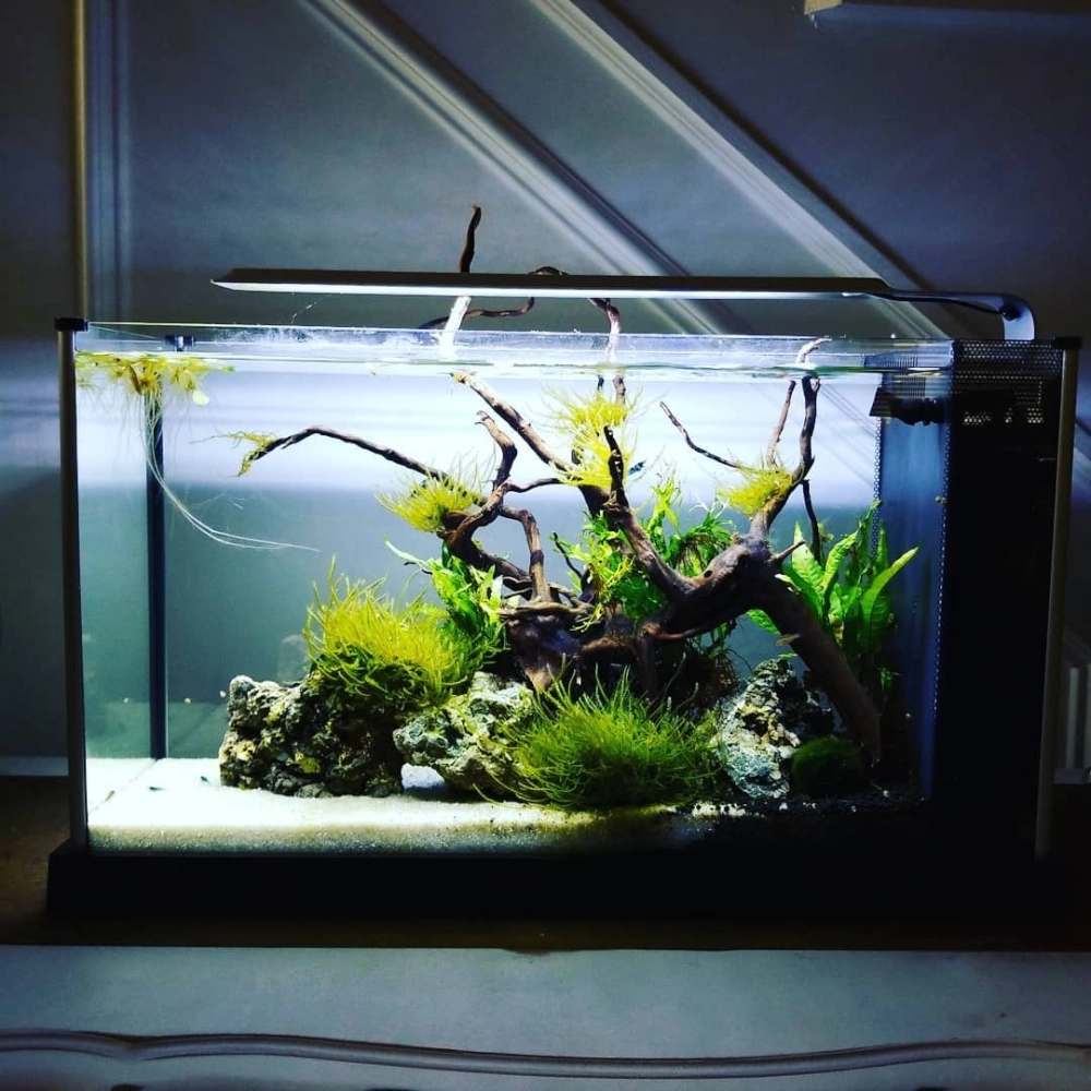 Tép màu sắc bơi lội trong môi trường thủy sinh tự nhiên