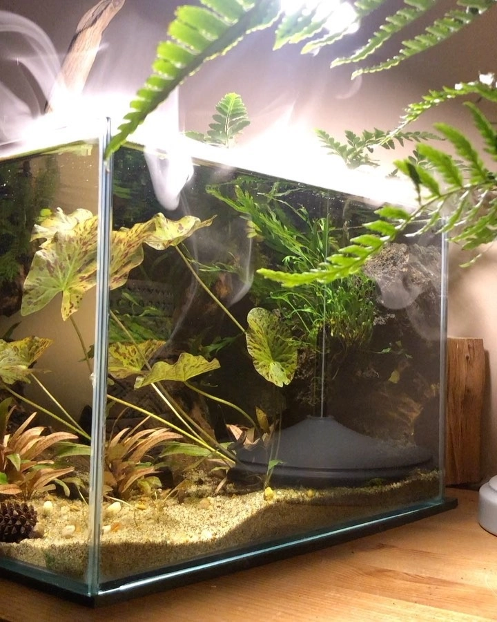 Bể thủy sinh nuôi tép cảnh có hệ thống co2 chuyên nghiệp