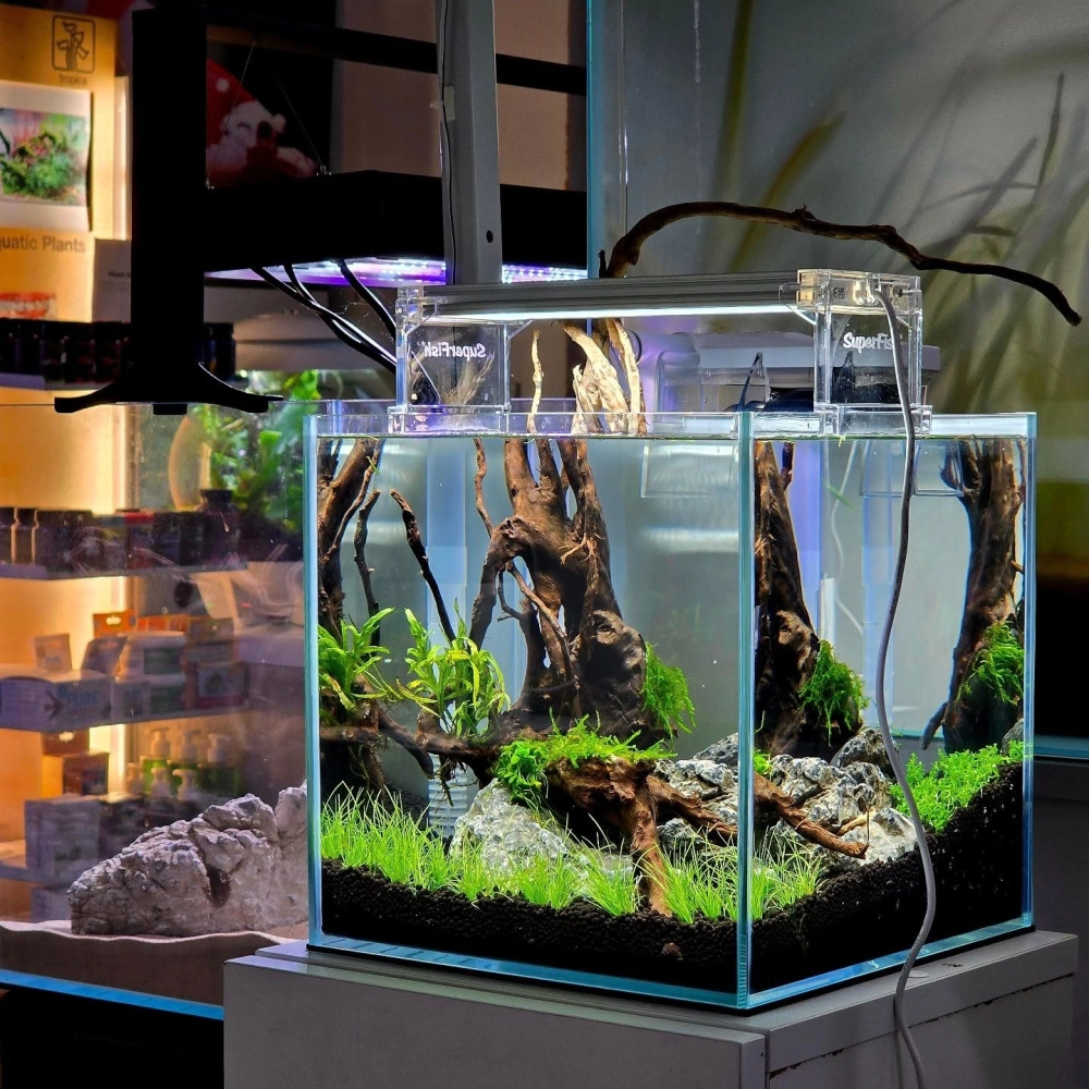 Cách sắp xếp đá và lũa cho bể tép cảnh tự nhiên