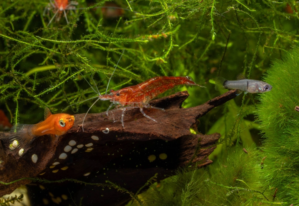 Cận cảnh những chú tép đỏ trong bể thủy sinh xanh mướt