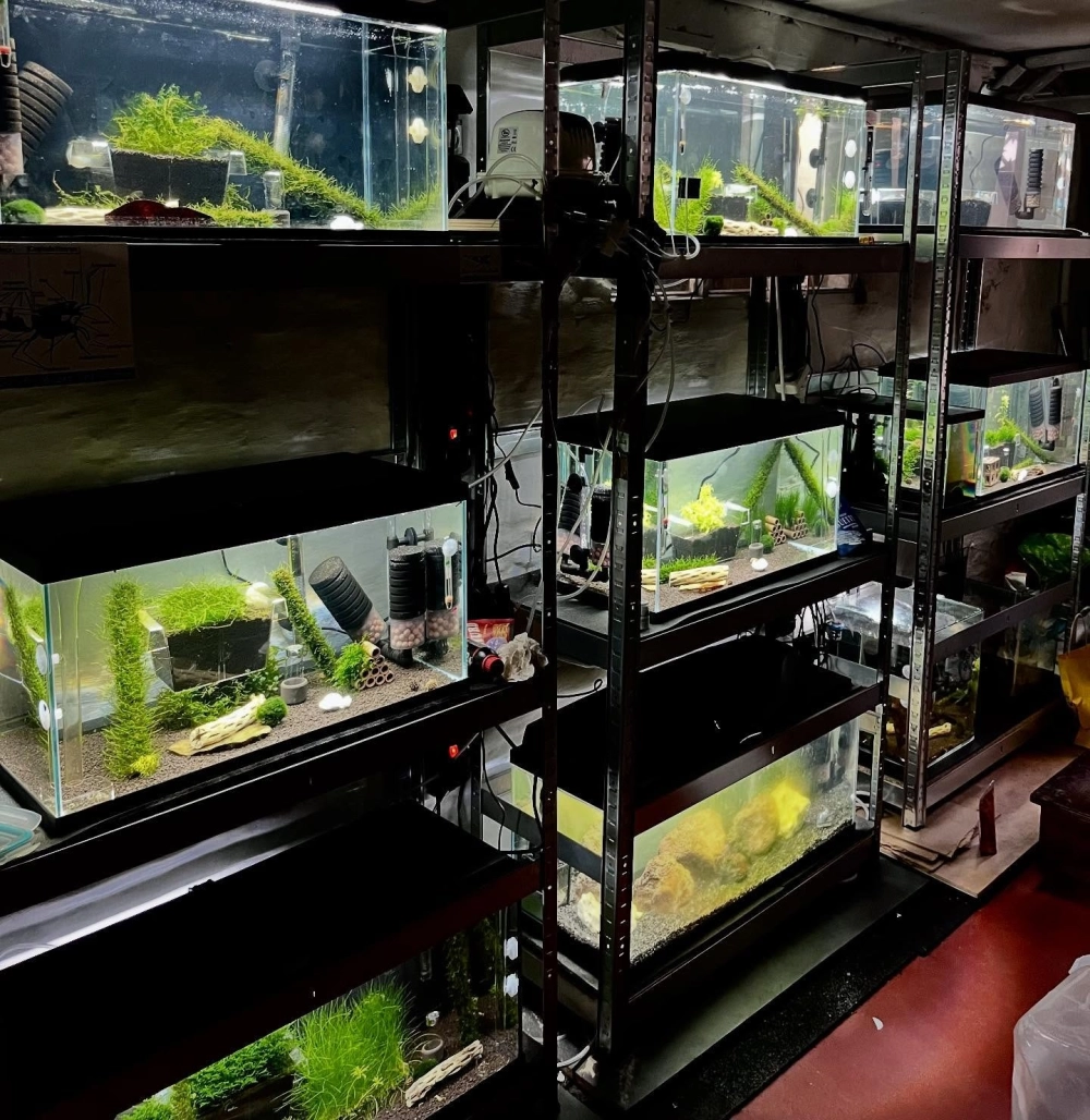 Bể thủy sinh nuôi tép cảnh phong cách bonsai độc đáo