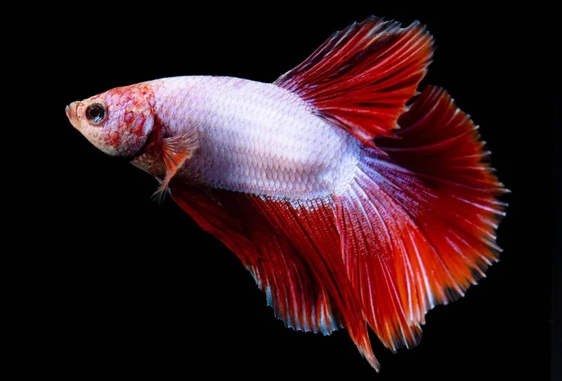 Hướng dẫn cá xiêm sinh sản đơn giản tại nhà