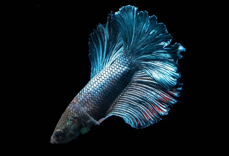 Cá Betta lai tạo ra màu sắc lạ và độc đáo