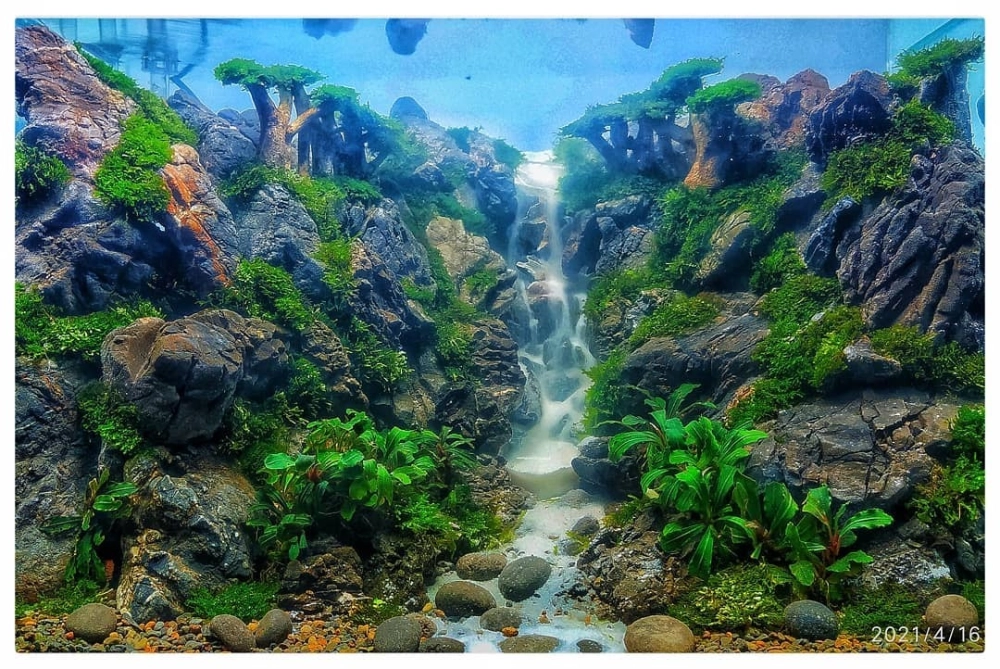 Sự kết hợp giữa cây dương xỉ và thác nước trong lòng hồ