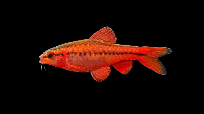 Bể cá anh đào thủy sinh mang đến không gian sống tươi mới