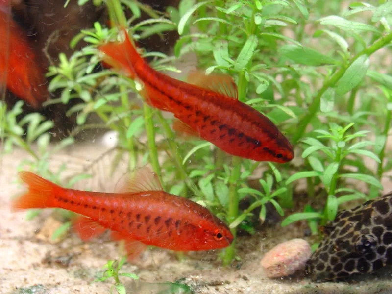 Trang trí bể kính với cá anh đào sinh động và thẩm mỹ