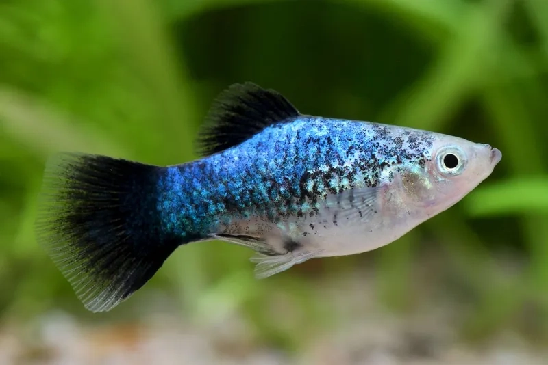 Tìm địa chỉ mua bán cá bình tích online đáng tin cậy