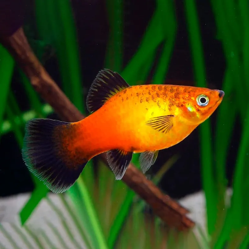 Hướng dẫn phân loại cá bình tích theo màu sắc và kích thước