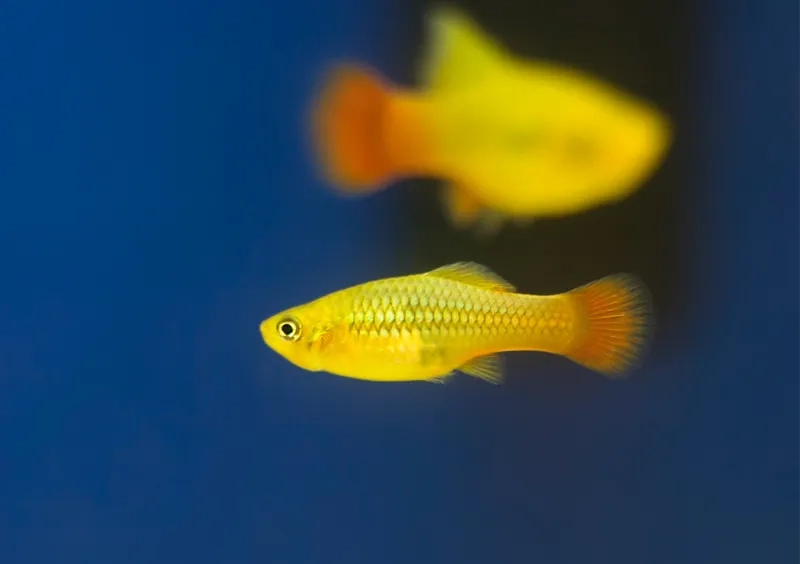 Cách lai tạo màu cá bình tích độc đáo cho bể đẹp