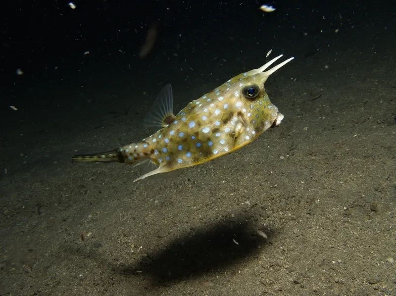 Ngắm chi tiết tinh tế của cá bò đẹp tuyệt vời