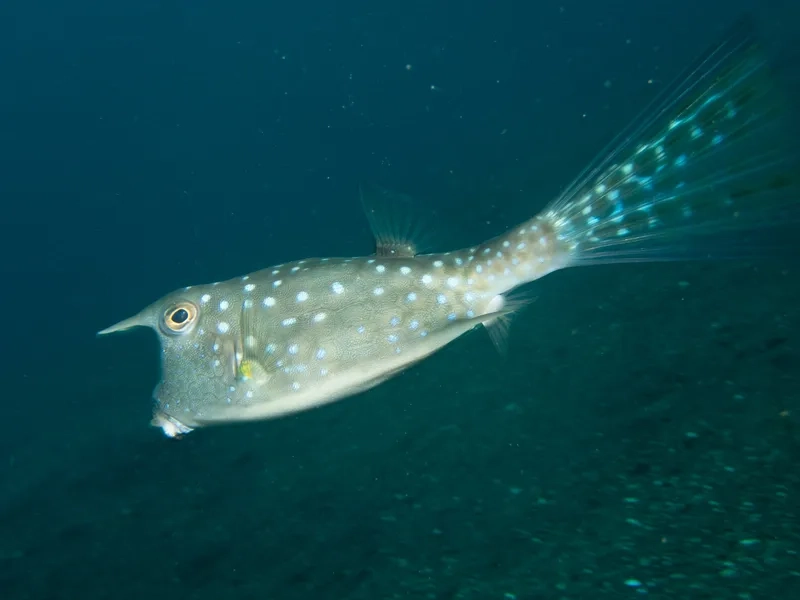 Trang trí bể với hình cá Bò cảnh sống động