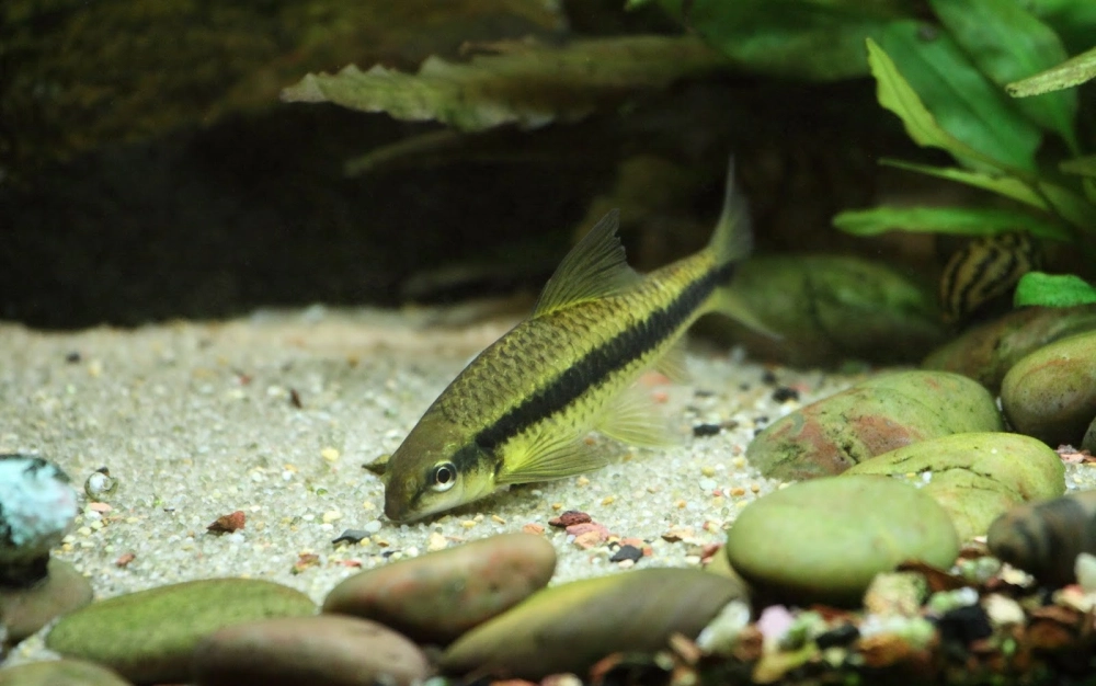 Các loại cá bút chì đa dạng kích thước và màu sắc