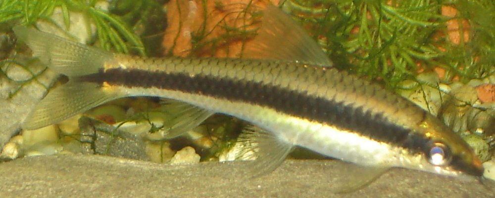 Tập tính cá bút chì hiền hòa bơi theo đàn nhỏ