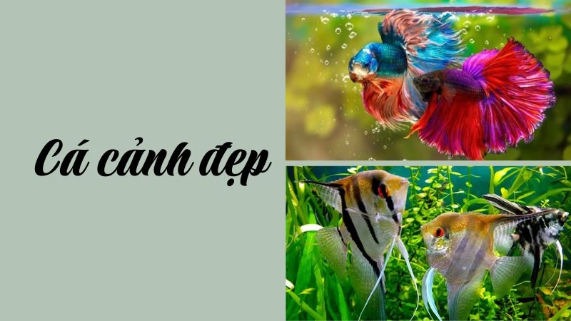 Bộ sưu tập hình nền cá cảnh 4k sắc nét