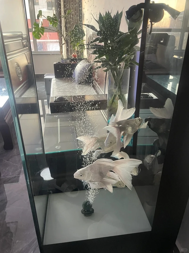 Ngắm cá Chép Sư Tử đẹp lung linh hồ nuôi