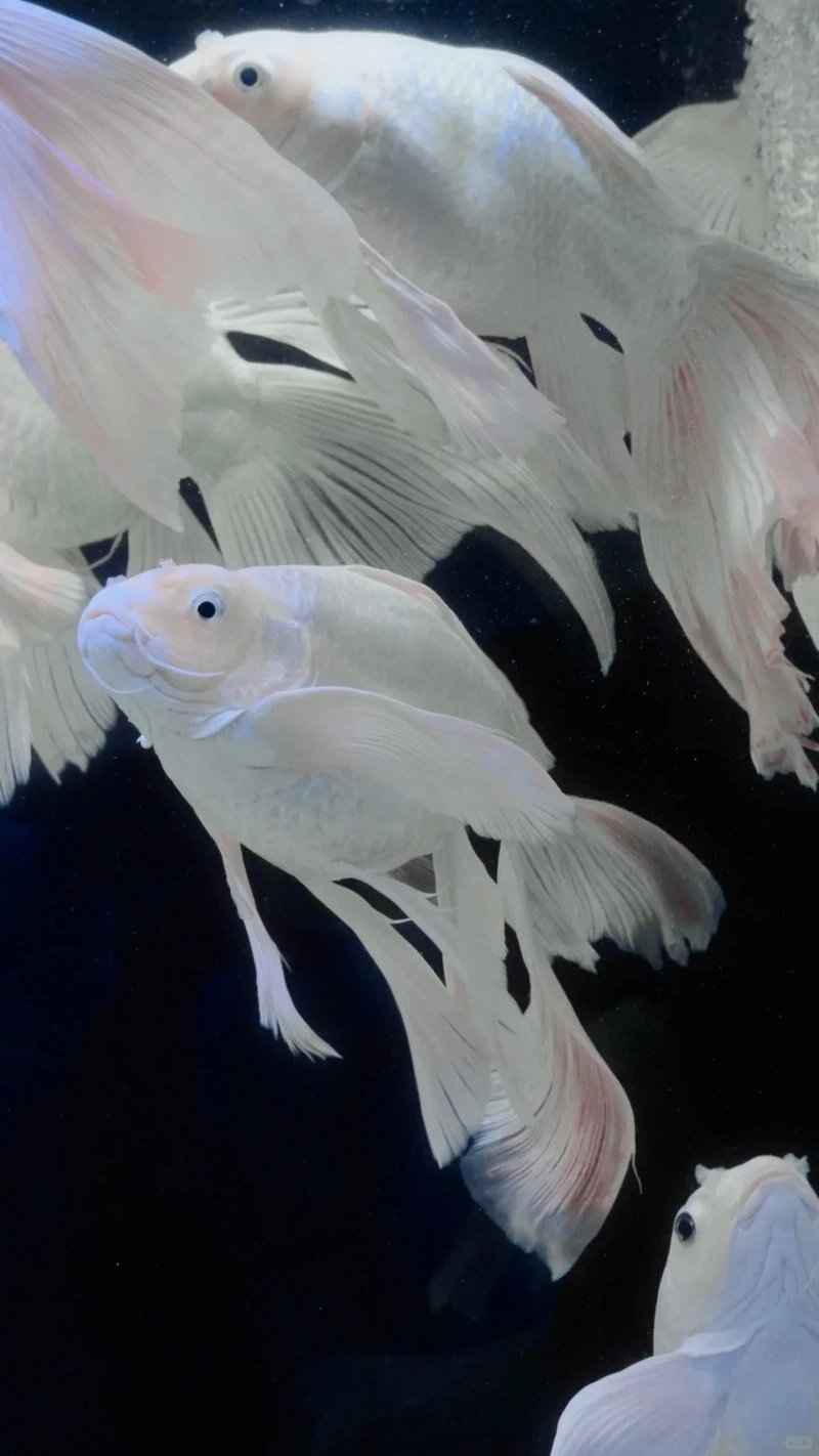 Ngắm cá Chép Sư Tử bơi uyển chuyển đẹp mắt