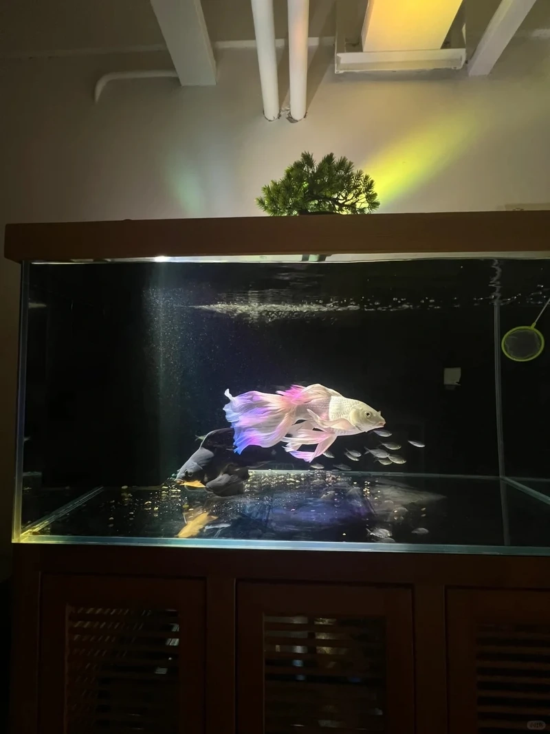 Cá Chép Sư Tử phổ biến trong cộng đồng