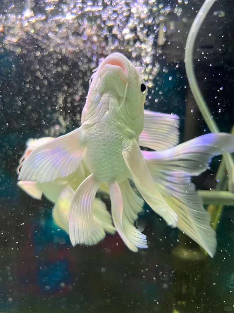 Chọn cá Chép Sư Tử cá cảnh phong thủy hút tài lộc