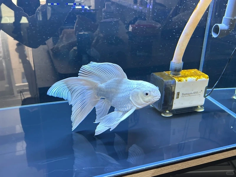 Chọn cá Chép Sư Tử phong thủy mang may mắn gia chủ