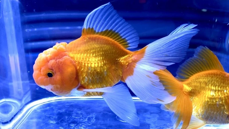 Chọn cá đầu lân phong thủy hút tài lộc may mắn