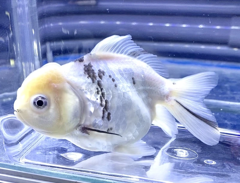 Ngắm cá đầu lân đầu to ấn tượng và nổi bật