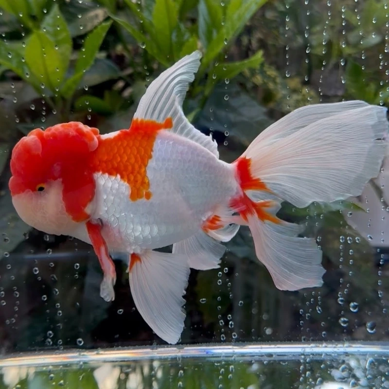 Sở hữu cá đầu lân cao cấp đẳng cấp bể nuôi