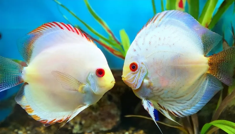 Ảnh cá dĩa chọn lọc cá dĩa đẹp nhất cho người chơi