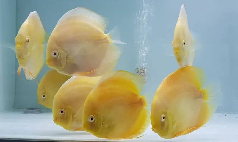 Ảnh cá dĩa nổi bật vẻ đẹp cá dĩa cảnh nuôi bể kính