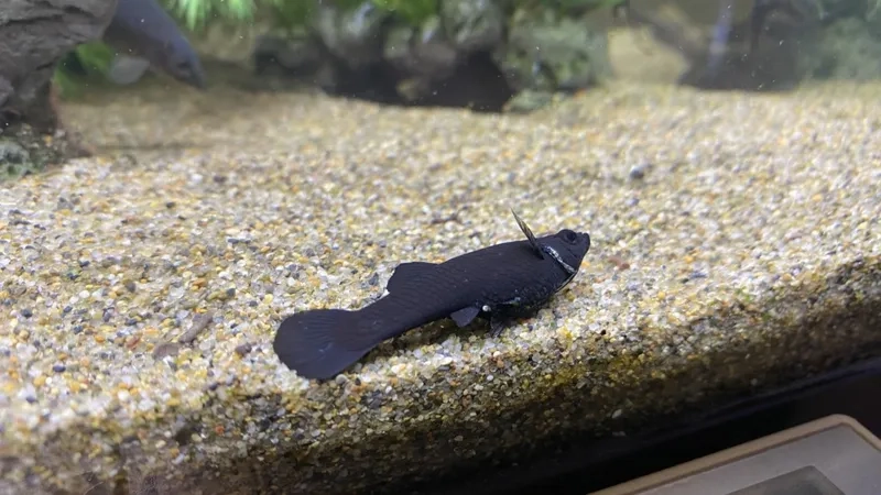 Cá hắc mollie sinh sản nuôi cộng đồng năng động