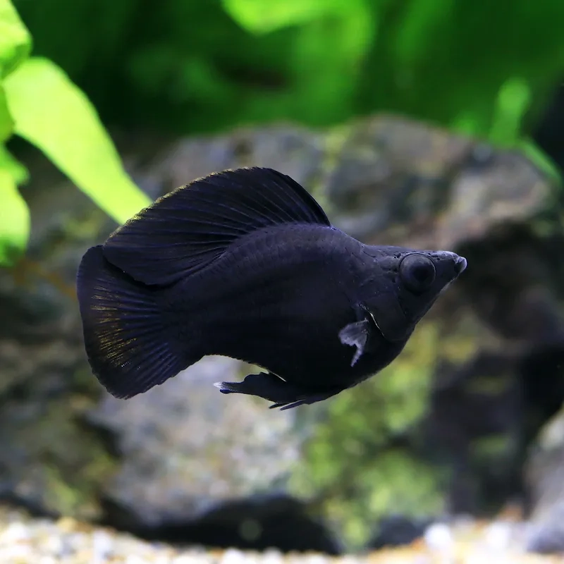 Cá hắc mollie nuôi cảnh khỏe mạnh và sinh thái