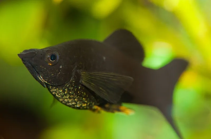 Cá hắc mollie bể cá trang trí cảnh đẹp trong nhà