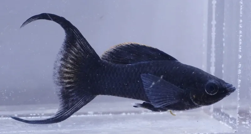 Cá hắc mollie aquarium bể kính tạo cảnh đẹp ấn tượng