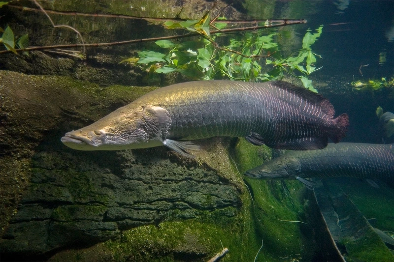 Ngắm cá Hải Tượng trưởng thành bơi uyển chuyển và khỏe