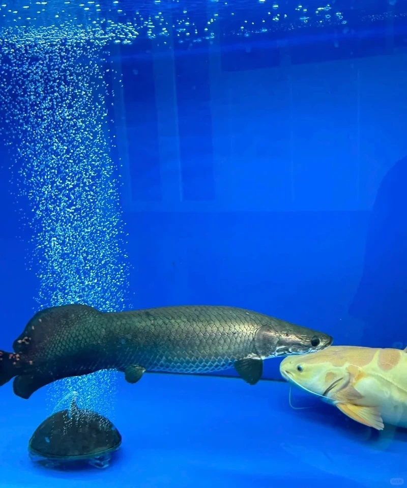 Ngắm cá Hải Tượng bơi mạnh sinh động và nổi bật bể