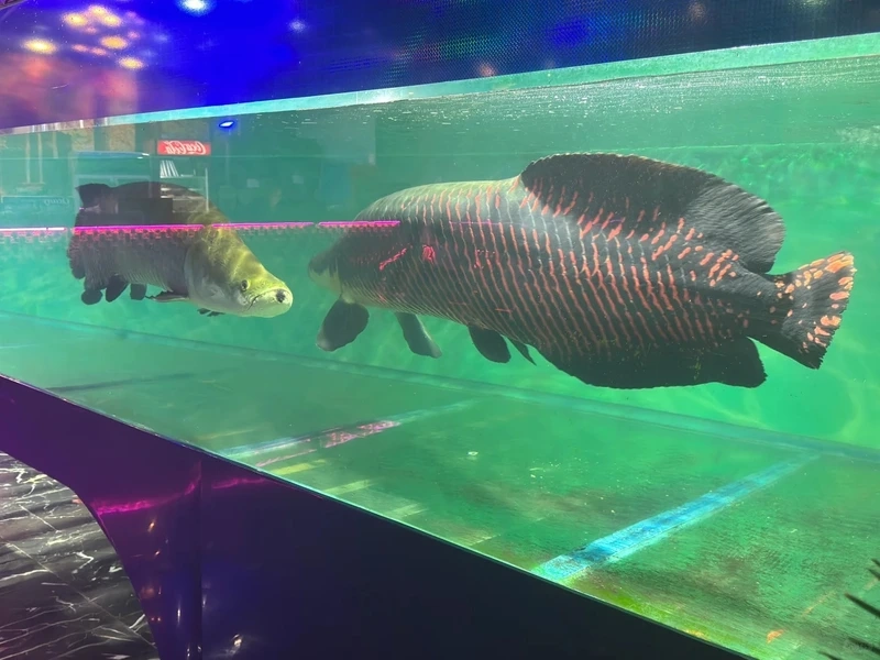 Sở hữu cá Hải Tượng săn mồi bơi khỏe và đầy năng lượng