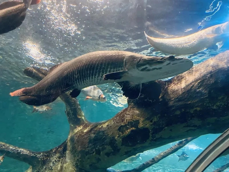 Chiêm ngưỡng cá Hải Tượng hình ảnh đẹp bể kính rực rỡ