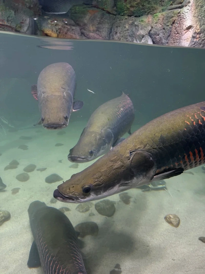 Sở hữu cá Hải Tượng tuyển chọn độc đáo và nổi bật bể