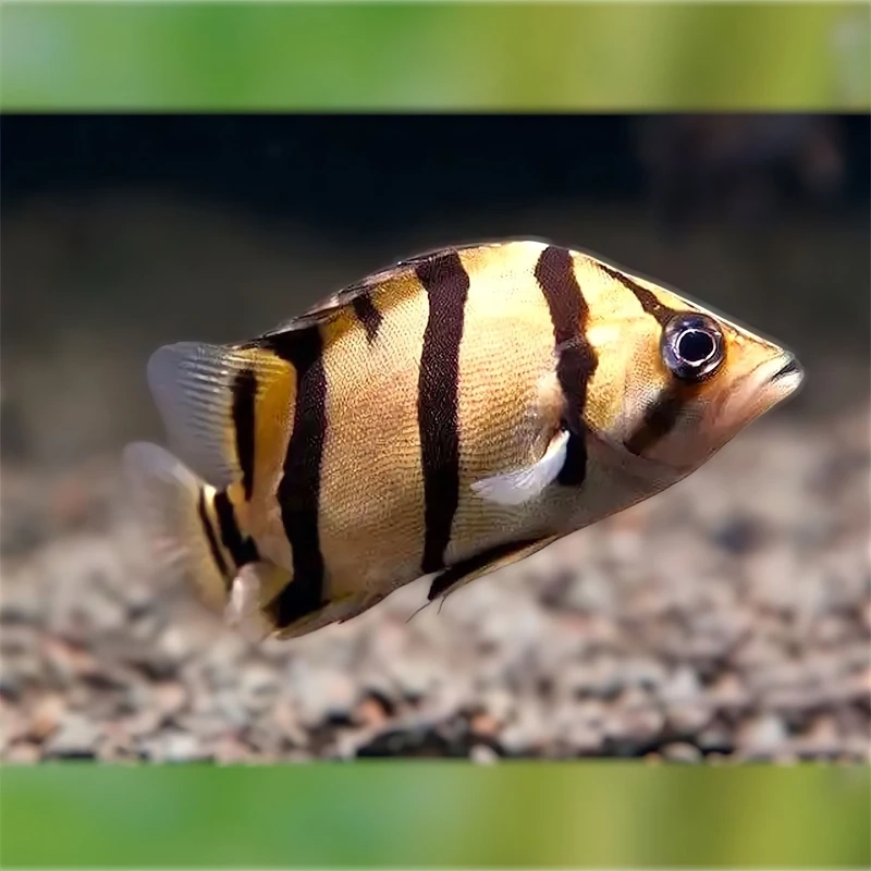 Đặc điểm nổi bật của cá Hổ Mekong