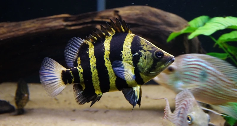 Ngắm cá hổ mekong săn mồi uyển chuyển hồ lớn