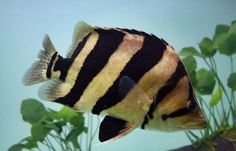 Ngắm cá hổ mekong trưởng thành uyển chuyển hồ mini