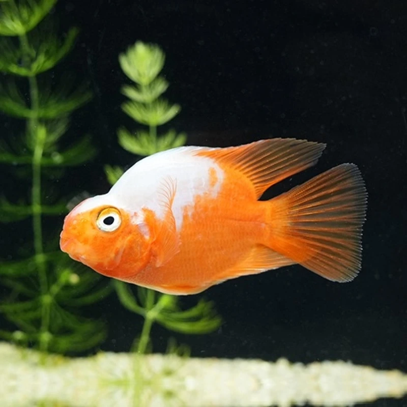 Chọn cá hồng két phong thủy hút tài lộc và may mắn