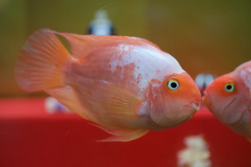 Nuôi cá hồng két nuôi bể kính đẹp mắt và sinh động