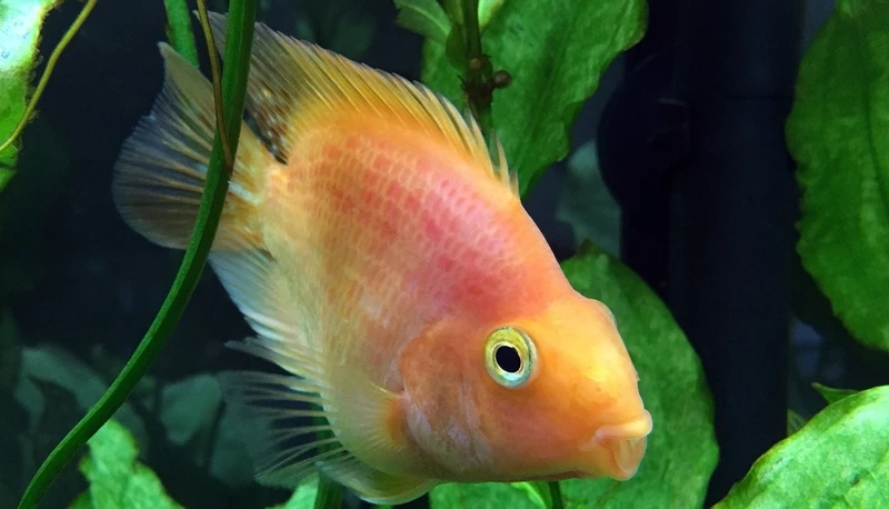 Chiêm ngưỡng cá hồng két cảnh đẹp bơi uyển chuyển