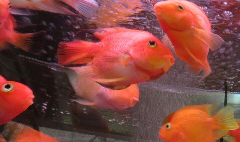 Nuôi cá hồng két hồ cá sinh động và đẹp mắt