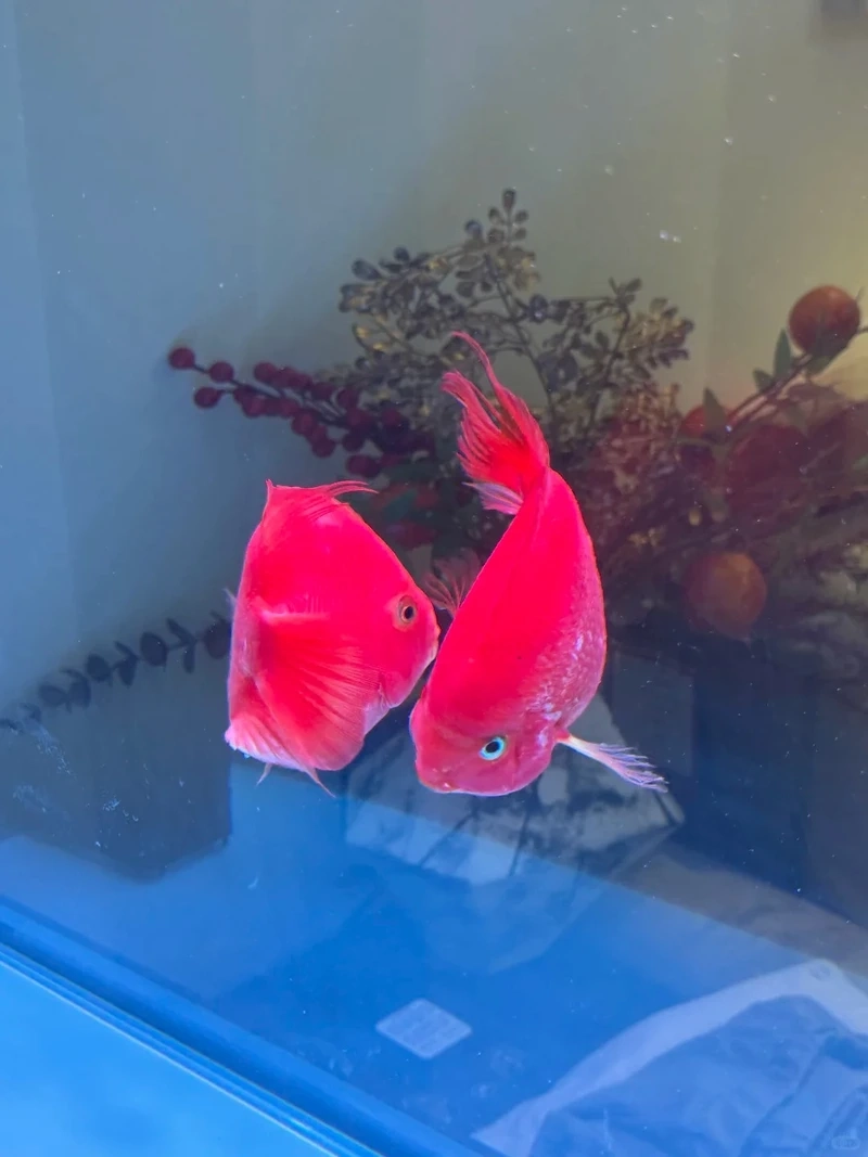 Chiêm ngưỡng cá hồng két nghệ thuật sinh động và nổi bật