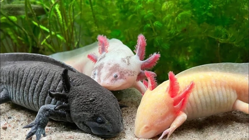 Chọn cá khủng long nước ngọt sinh động và khỏe mạnh