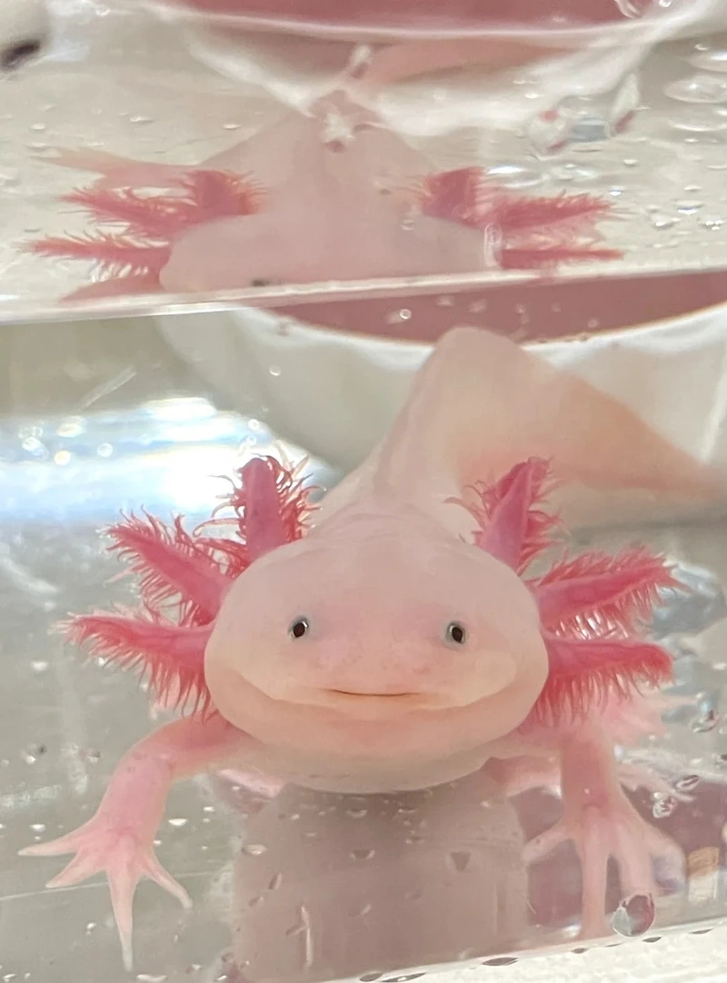 Ngắm cá khủng long thu hút ánh nhìn và sinh động